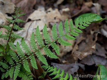 Frond